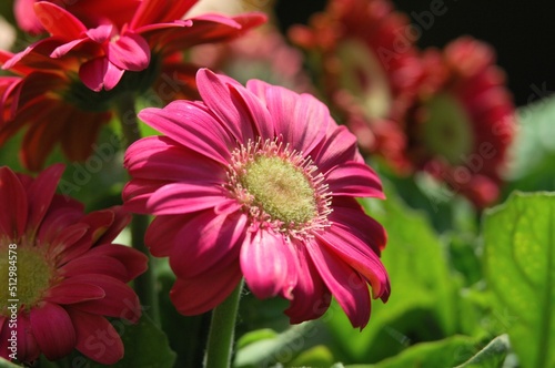 red dahlia flower gerber