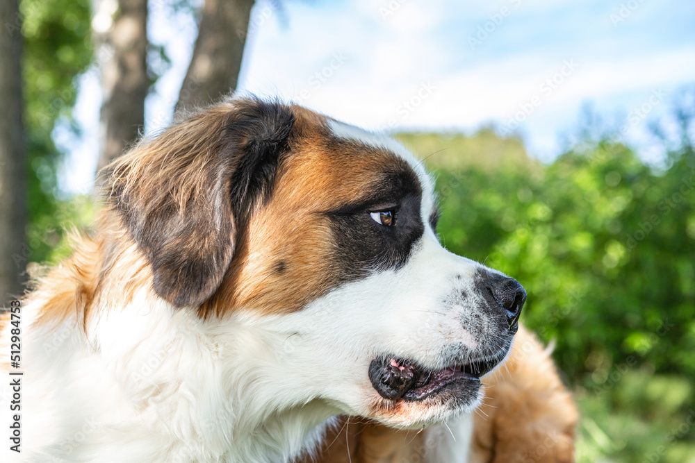 Portrait of a beautiful saint bernard dog on a meadow in summer outdoors