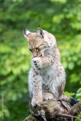 Wild lynx in natural habitat © pyty