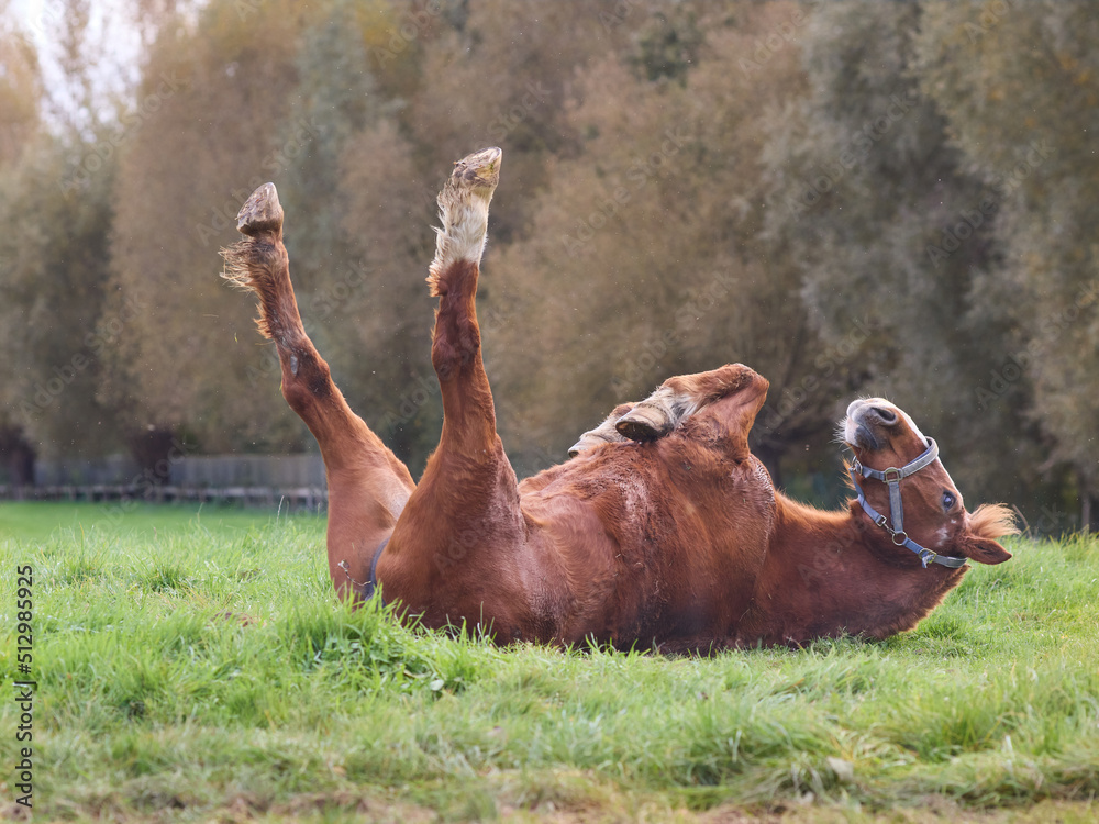Brown horse legs in the air Stock Photo Adobe Stock