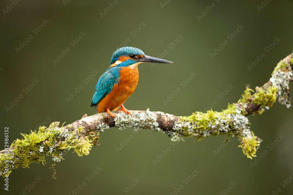Obraz premium common Kingfisher Alcedo atthis adult male perched on a moss covered branch