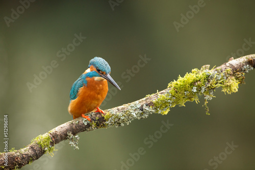  common Kingfisher Alcedo atthis adult male perched on a moss covered branch