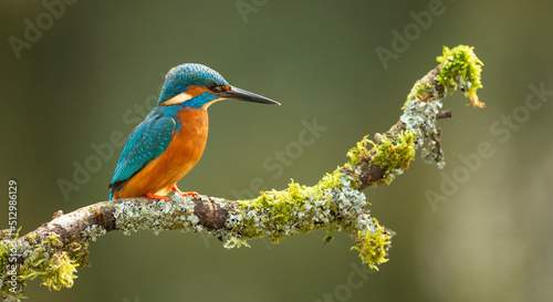  common Kingfisher Alcedo atthis adult male perched on a moss covered branch