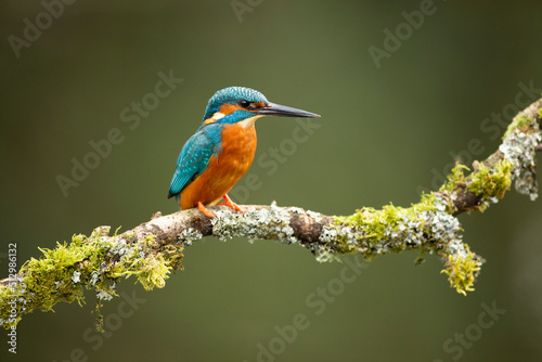  common Kingfisher Alcedo atthis adult male perched on a moss covered branch