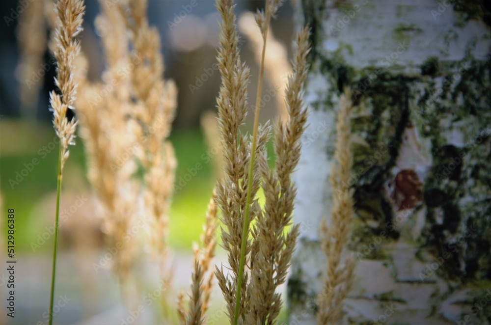 natural background of birch trunk and blurry dry grass natural background of birch trunk and blurry dry grass