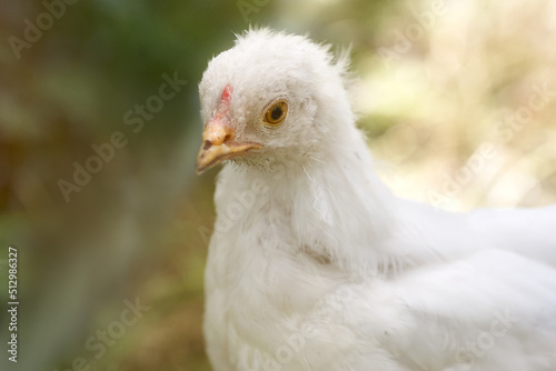Little white chick of Poland chicken
