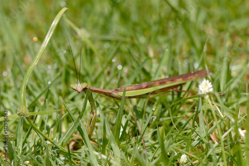 Mante religieuse dans l'herbe