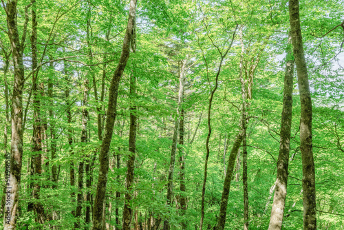 Fototapeta Naklejka Na Ścianę i Meble -  新緑が綺麗な瑞々しい木