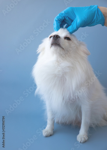 A hand in a blue medical glove scratches the head of a small white dog Pomeranian © Varvara Serebrova