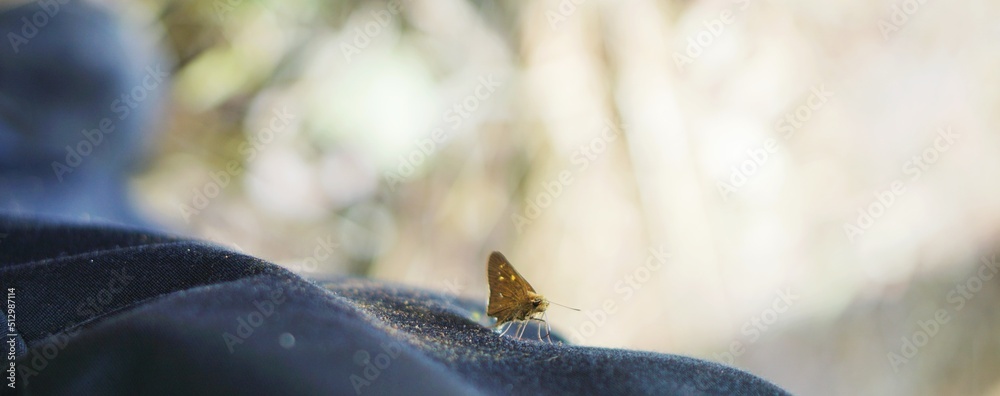 the butterfly on the ground is flapping its wings the butterfly on the ground is flapping its wings