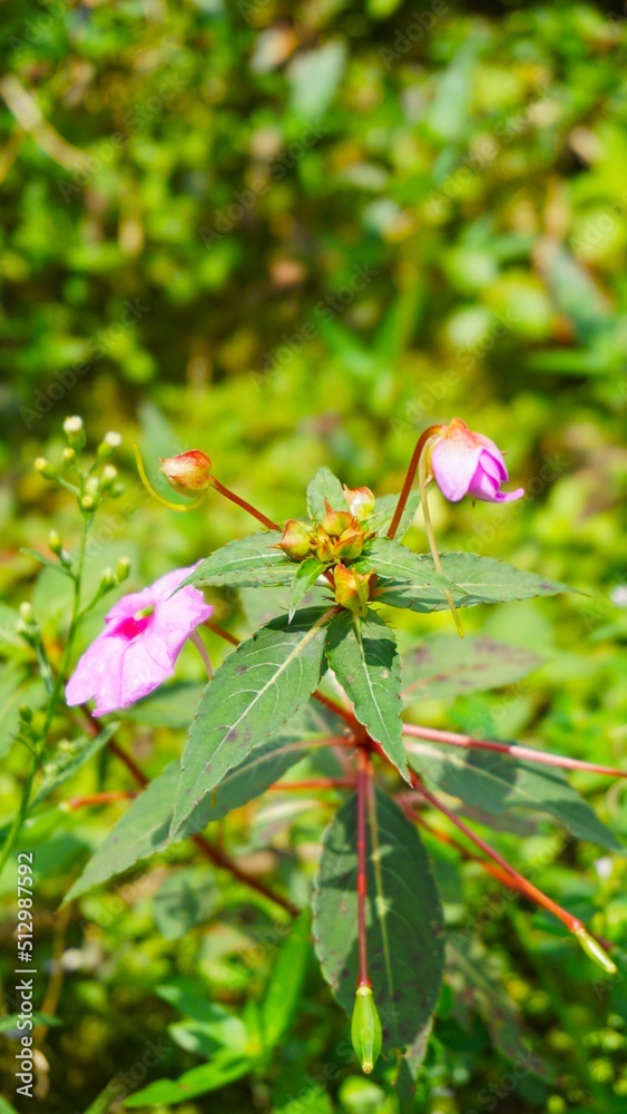 beautiful pink flower in bloom on blur background beautiful pink flower in bloom on blur background
