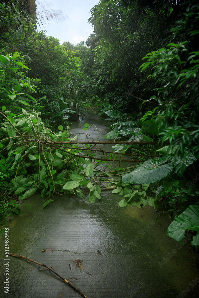 Uprooted tree fall down block the trail,damages after typhoon