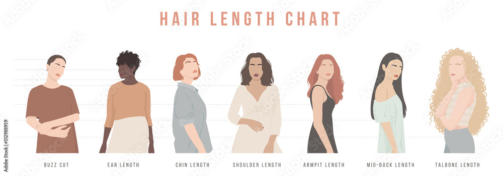 A Set Of Illustrations Of Women With Different Hair Lengths. Chart Of ...