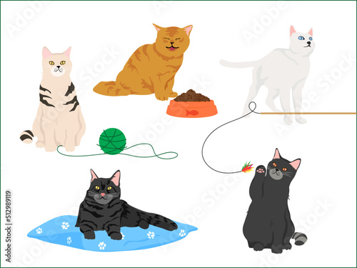 Cute cats, cat playing, ball, pillow, cat toys, cat eating, food bowl.