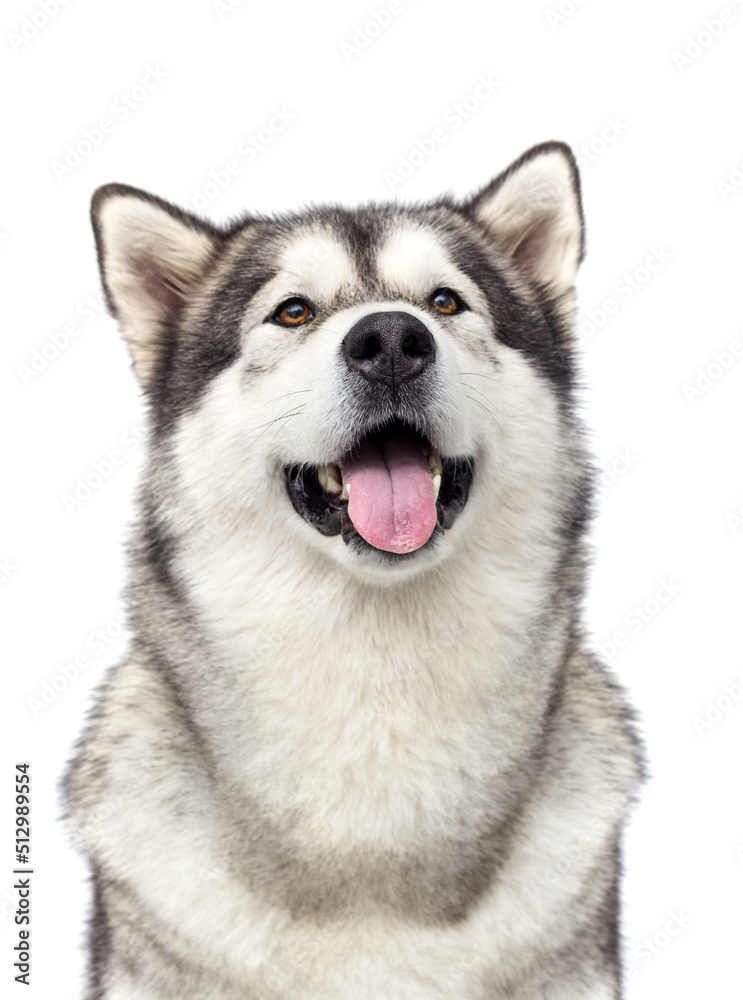 dog smiling with tongue