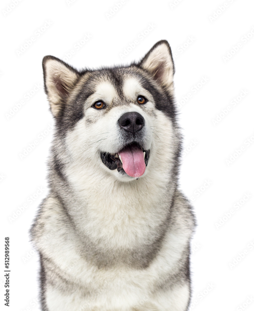 muzzle expression dog