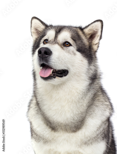 dog portrait with tongue isolated breed alaskan malamute