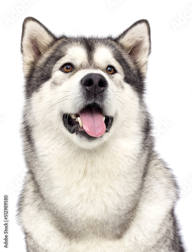 dog portrait with tongue