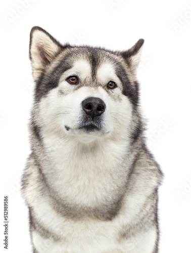 concentrated dog listening, alaskan malamute