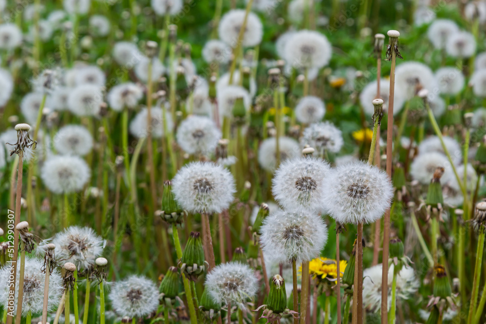 Obraz premium Common dandelion Taraxacum officinale faded flowers looks like snow ball, ripe cypselae fruits