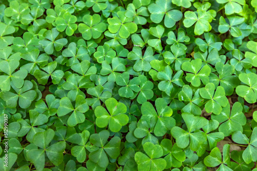 Clover leaves in Henry Cowell Redwoods State Park photo