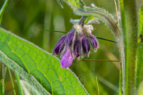 Comfrey, Symphytum officinale, flowers of a plant used in organic medicine