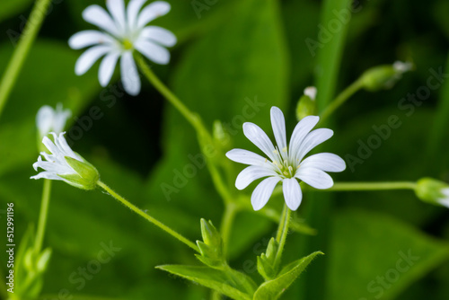 macro of a white , fragil forest flower, named Stellaria nemorum, with a blurred background