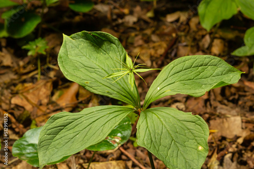 Wallpaper Mural The poisonous plant herb Paris Paris quadrifolia flowering in spring outdoor Torontodigital.ca
