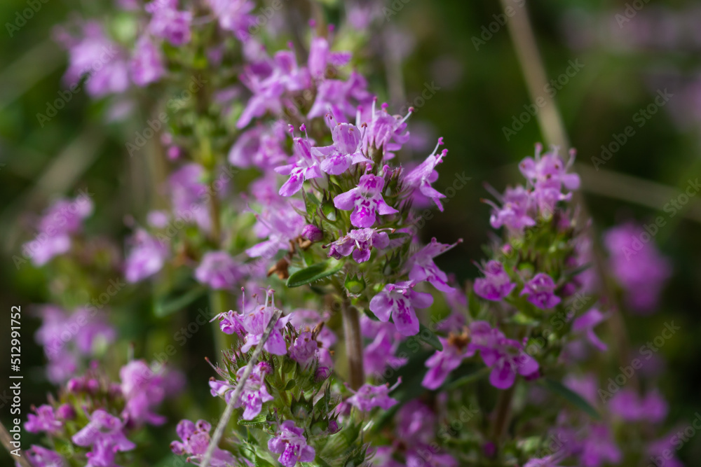 The macrophoto of herb Thymus serpyllum, Breckland thyme. Breckland wild thyme, creeping thyme, or elfin thyme blossoms close up. Natural medicine. Culinary ingredient and fragrant spice in habitat