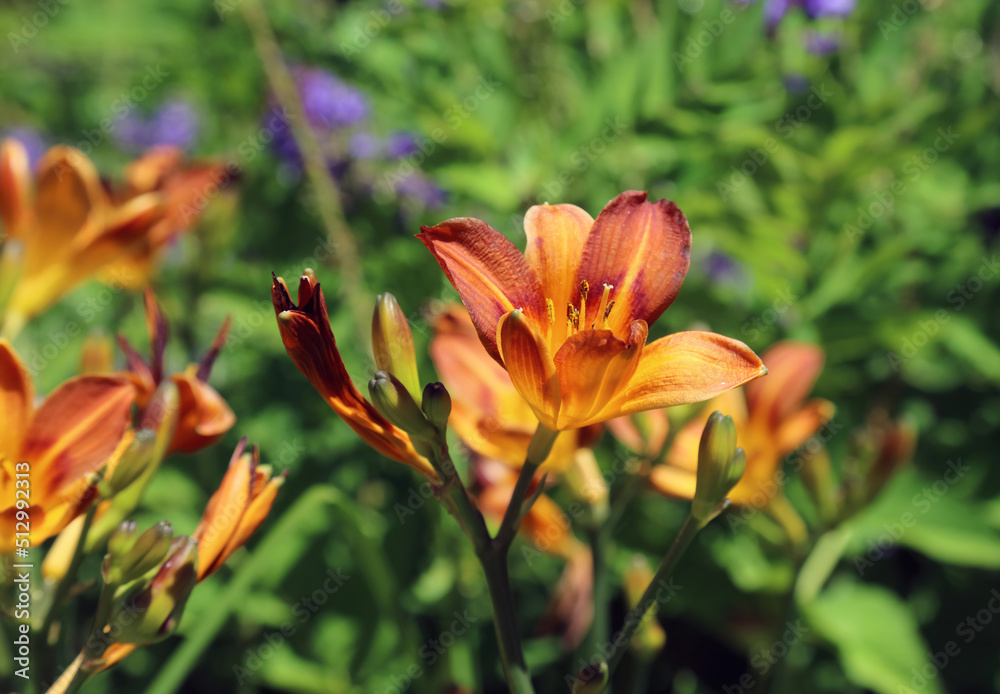 Close up of an Orange Daylily, Derbyshire England
Close up of an Orange Daylily, Derbyshire England