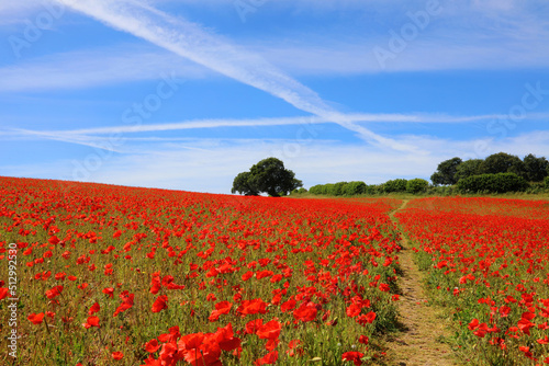 Fototapeta Naklejka Na Ścianę i Meble -  Path through Poppy field with airplane contrails in a blue sky, Unstone Derbyshire England
