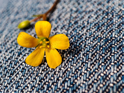 Yellow flower of Oxalis corniculata or semanggi flower or daun asam kecil flower photo