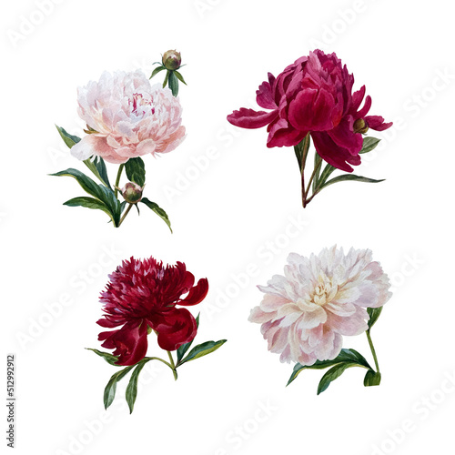watercolor summer flowers - colorful peonies in botanical style