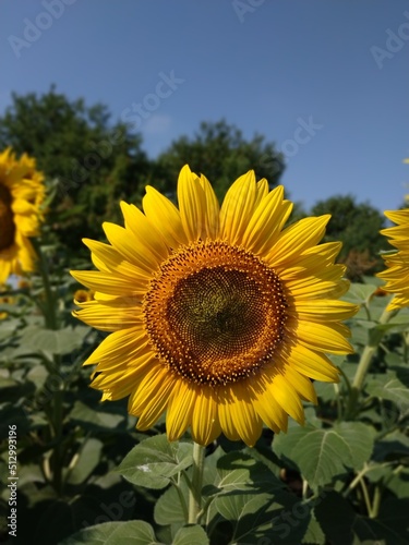 plant  greenery  beautiful  detailed  poppy  yellow