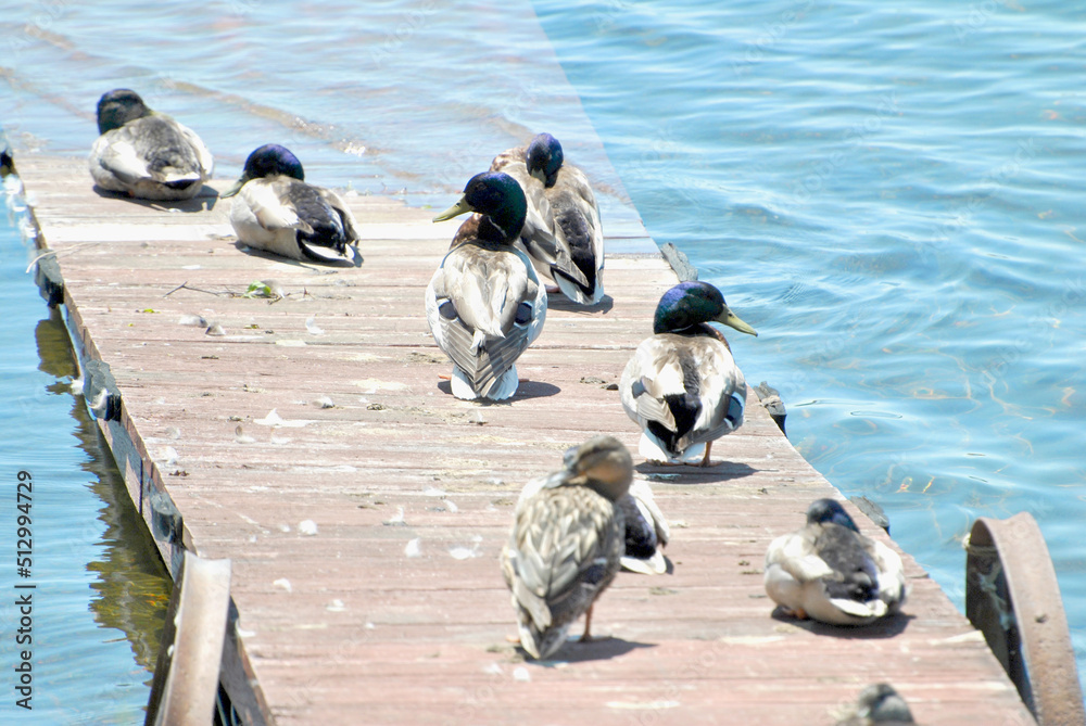 Fototapeta premium Mallard Ducks on a Small Wooden Dock