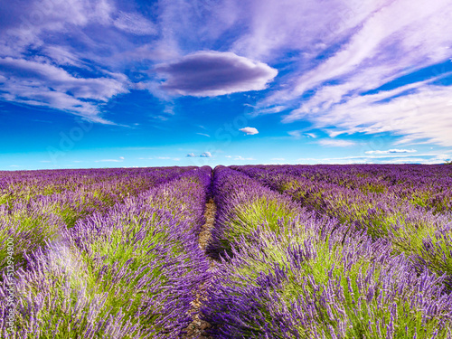 Lavender flowers on field and clouds on sky