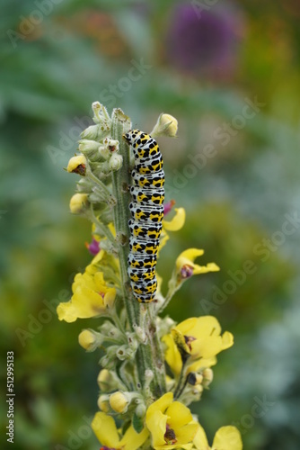 mullein moth caterpillar photo