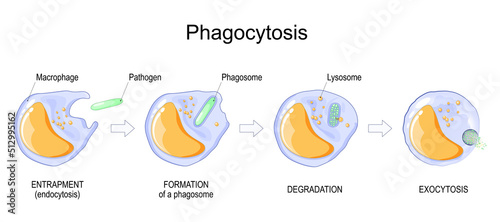 Phagocytosis. macrophage