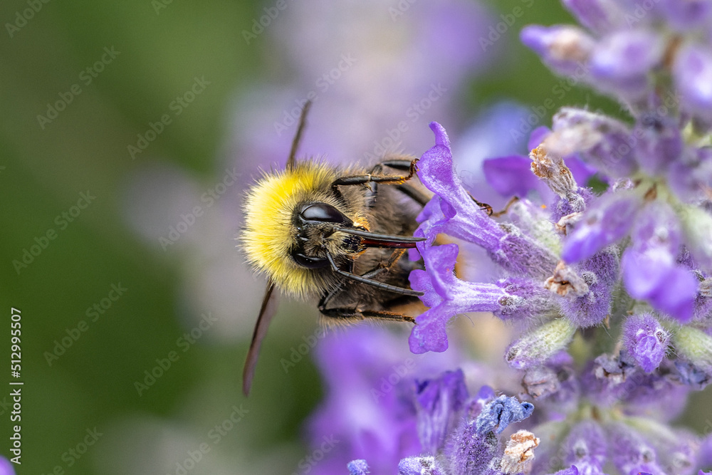 Hummel in Nahaufnahme bei der Nektarsuche in farbenfrohen Lavendelblüten Hummel in Nahaufnahme bei der Nektarsuche in farbenfrohen Lavendelblüten