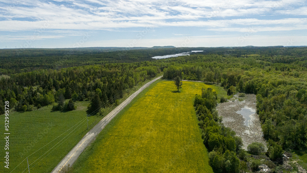 Aerial view of Dandelion field in front of forest and lake