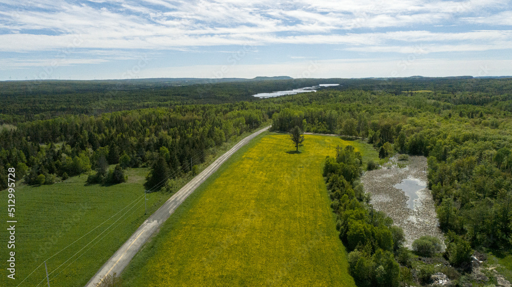 Aerial view of Dandelion field in front of forest and lake Aerial view of Dandelion field in front of forest and lake