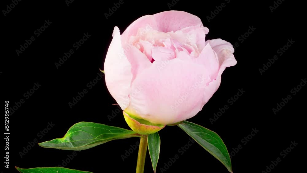 Peony Blossoms. Time Lapse of Opening Beautiful White Peony Flowers on Black Background. 4K. Peony Blossoms. Time Lapse of Opening Beautiful White Peony Flowers on Black Background. 4K.