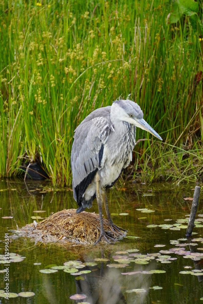 Fototapeta premium Grey heron