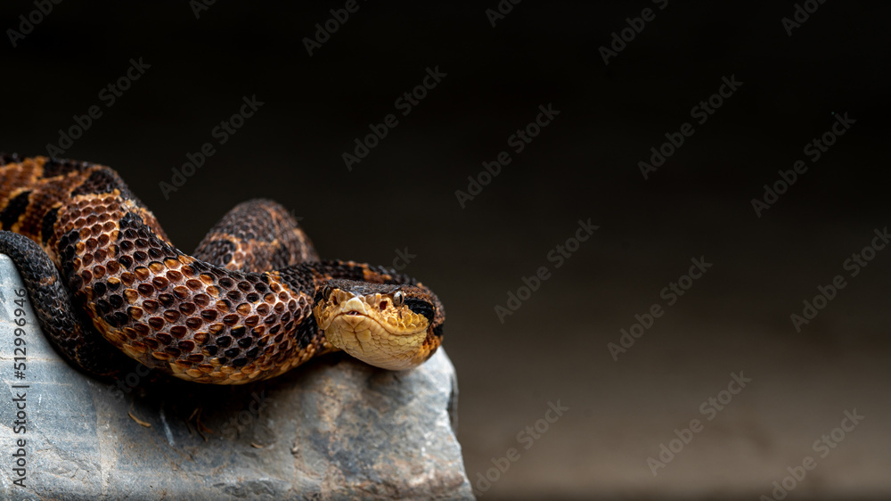 Serpiente venenosa mano de metate con fondo negro y detalle de ojos