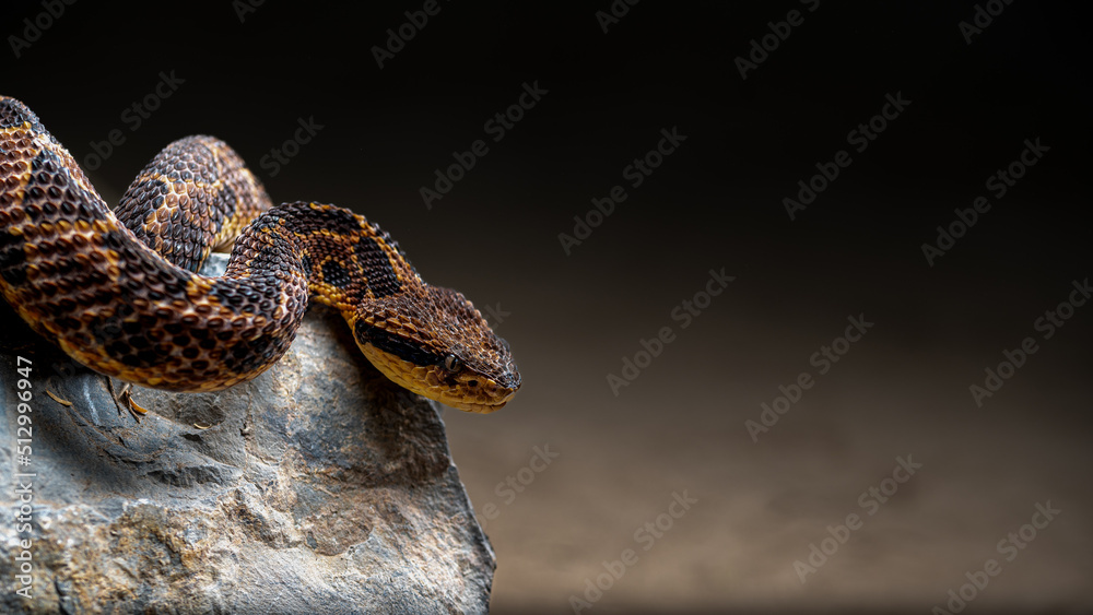 Serpiente venenosa Mano de Metate en fondo negro lateral Stock Photo