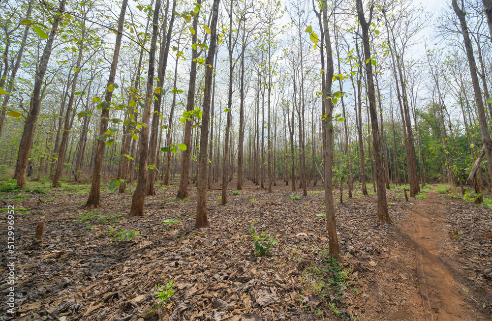 Tree tunnel in rubber plantation, Thailand. Way through garden park in summer season. Nature landscape background Tree tunnel in rubber plantation, Thailand. Way through garden park in summer season. Nature landscape background