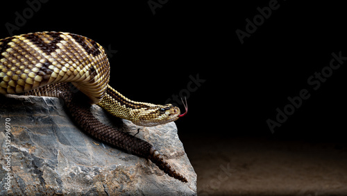 Serpiente de cascabel neotropical veracruzana en fondo negro con lengua de fuera photo
