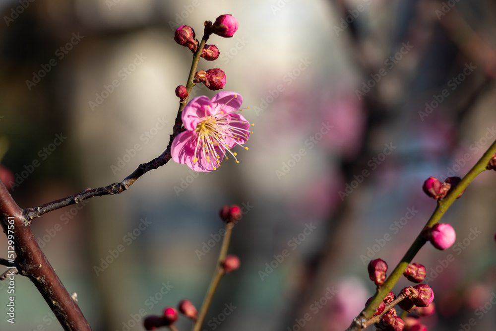枝先のピンク色の梅の花と赤いつぼみ 枝先のピンク色の梅の花と赤いつぼみ