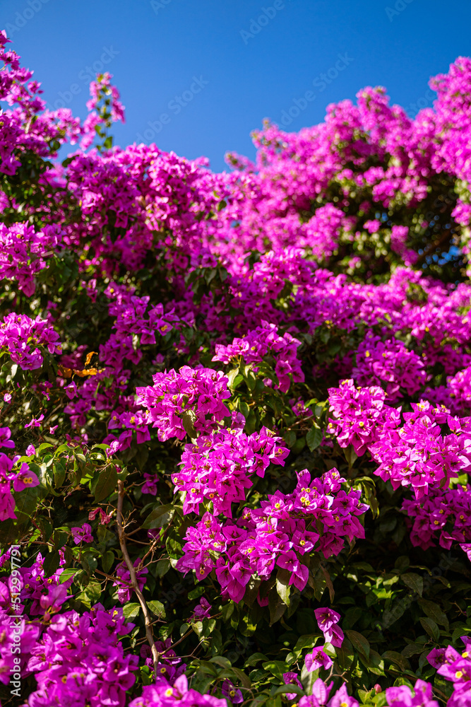 Bougainvillea bush with purple beautiful flowers. Nature vertical flowering composition. summer vibes mood with bright colors of blue sky and blooming plant Bougainvillea bush with purple beautiful flowers. Nature vertical flowering composition. summer vibes mood with bright colors of blue sky and blooming plant