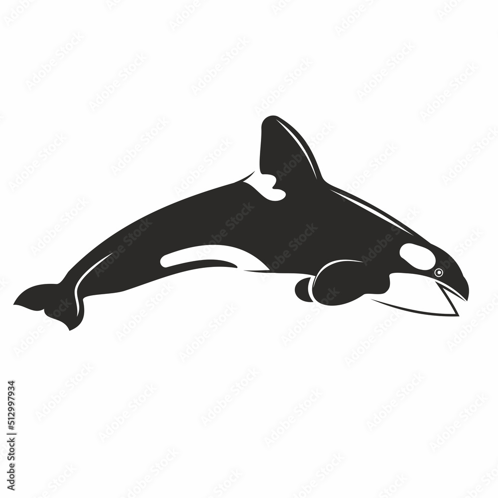 Vector illustration of killer whale black and white predatory mammal of ...